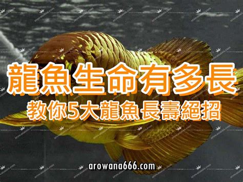 龍魚壽命|龍魚的壽命有多長，讓我們一起來談談